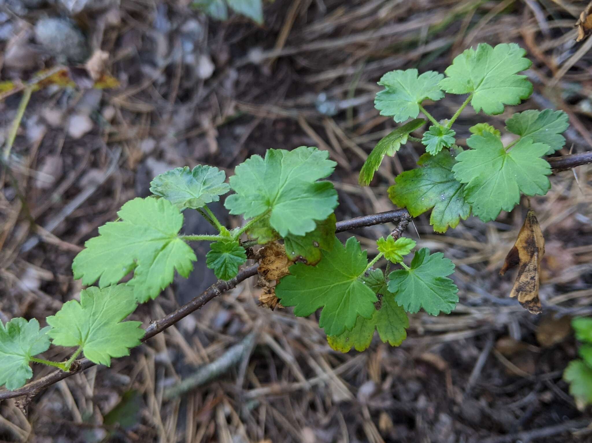 Image of Santa Cruz gooseberry