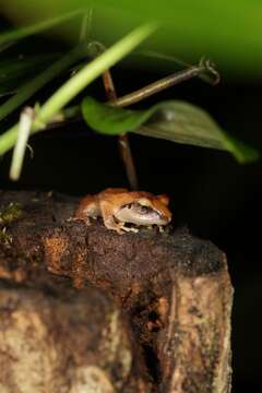 Image of Pseudophilautus amboli (Biju & Bossuyt 2009)