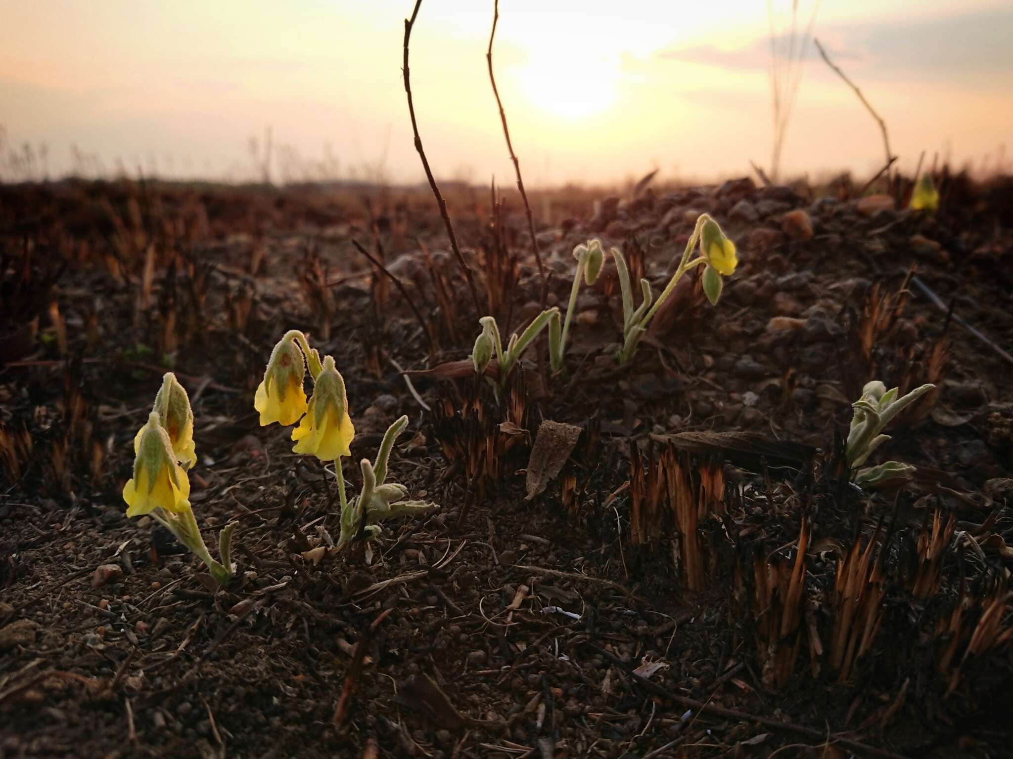 Image of Hermannia lancifolia Szyszyl.