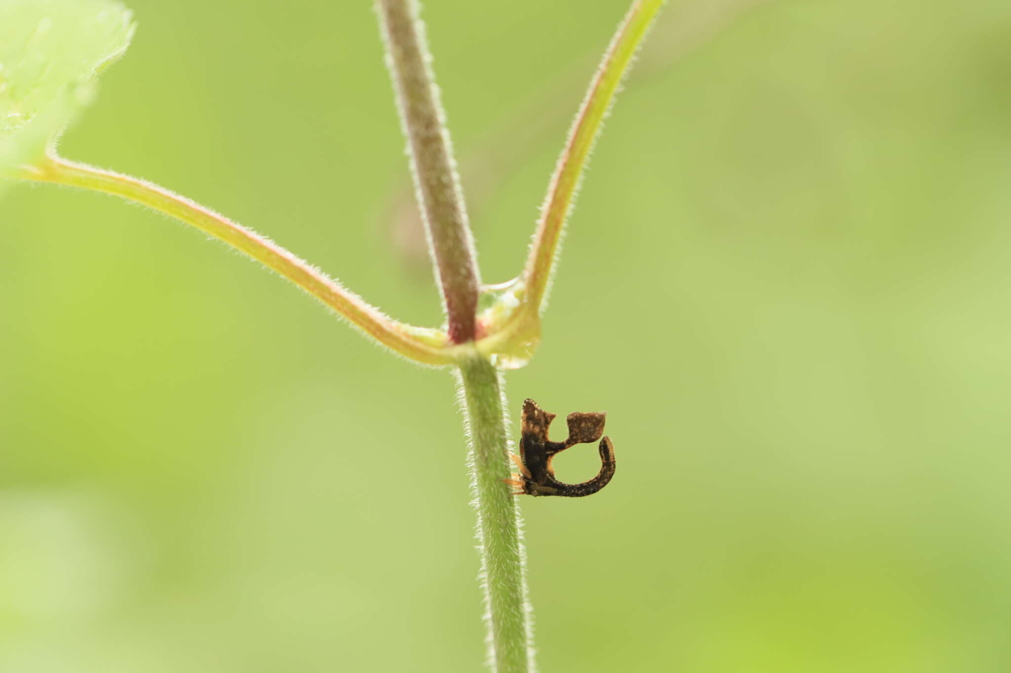 Image of Cladonota gonzaloi Peláez