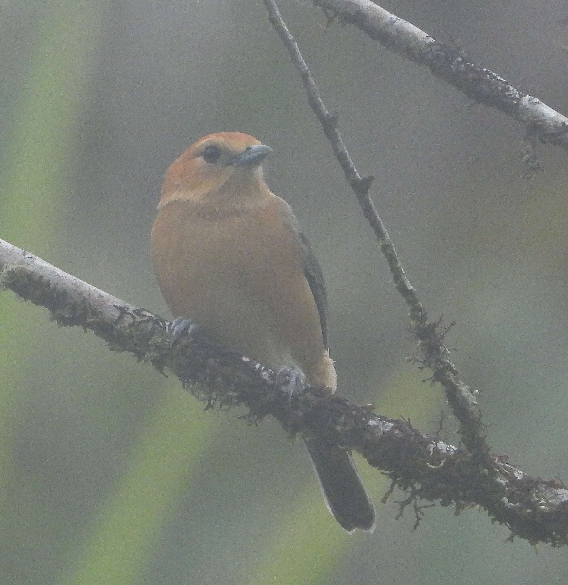 Слика од Thlypopsis inornata (Taczanowski 1879)