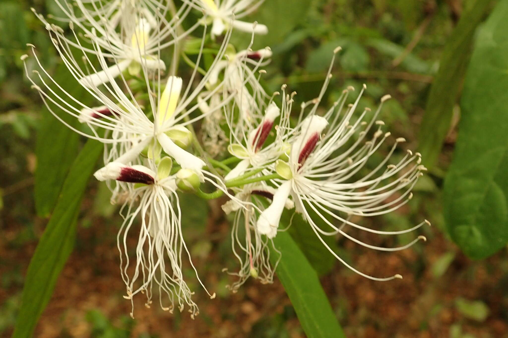 Слика од Capparis micracantha DC.