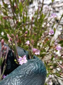 Image of dwarf willowherb