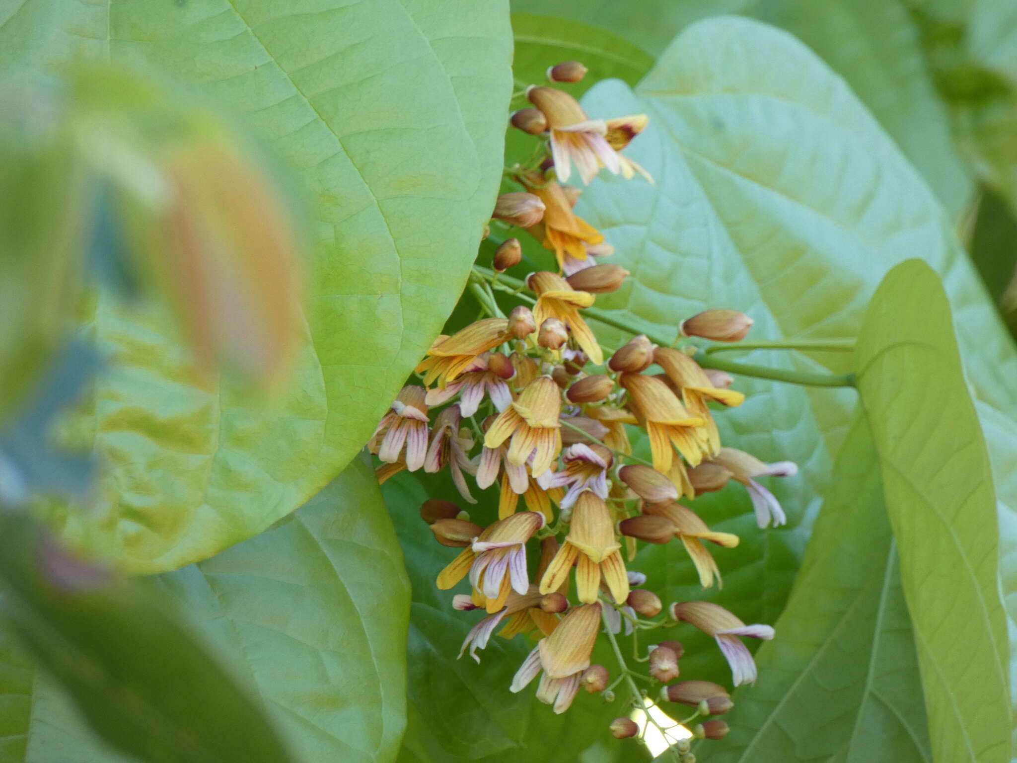 Image of Bignonia hyacinthina (Standl.) L. G. Lohmann