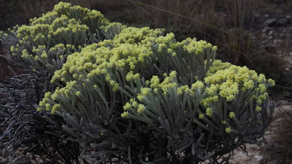 Image of Helichrysum benthamii Viguier & Humbert