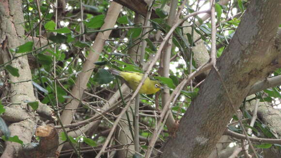 Image of Zosterops virens virens Sundevall 1850