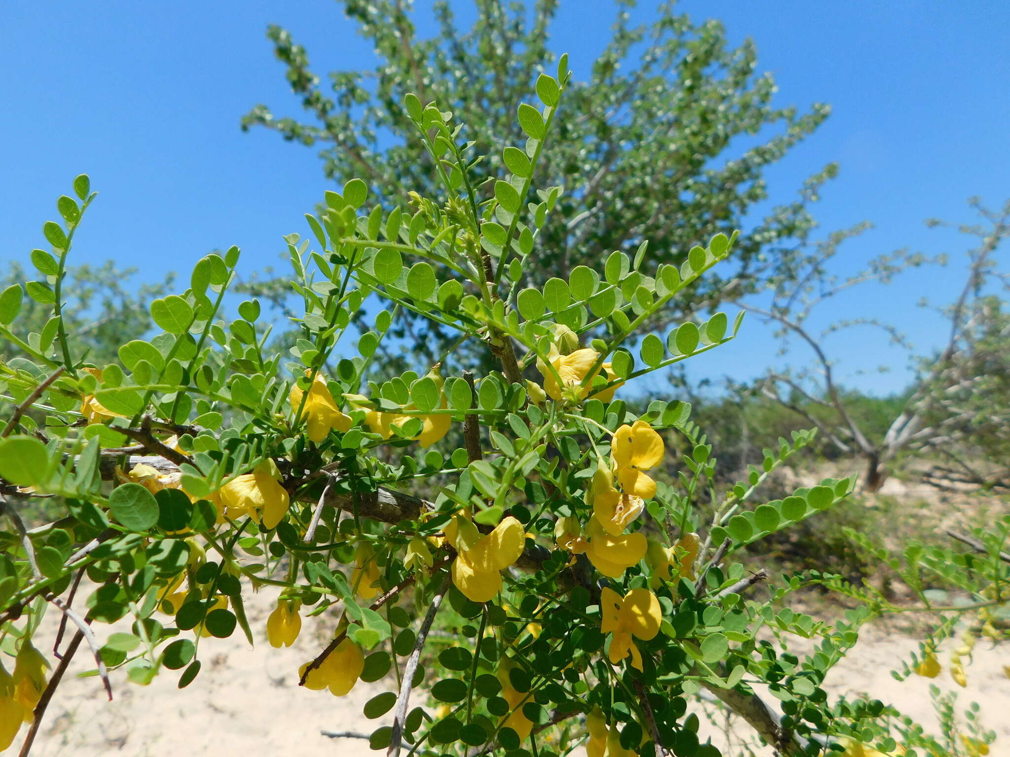 Plancia ëd Diphysa occidentalis Rose