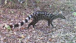 Image of Blotched Genet