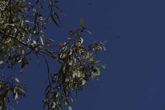 Image of northern gray ironbark