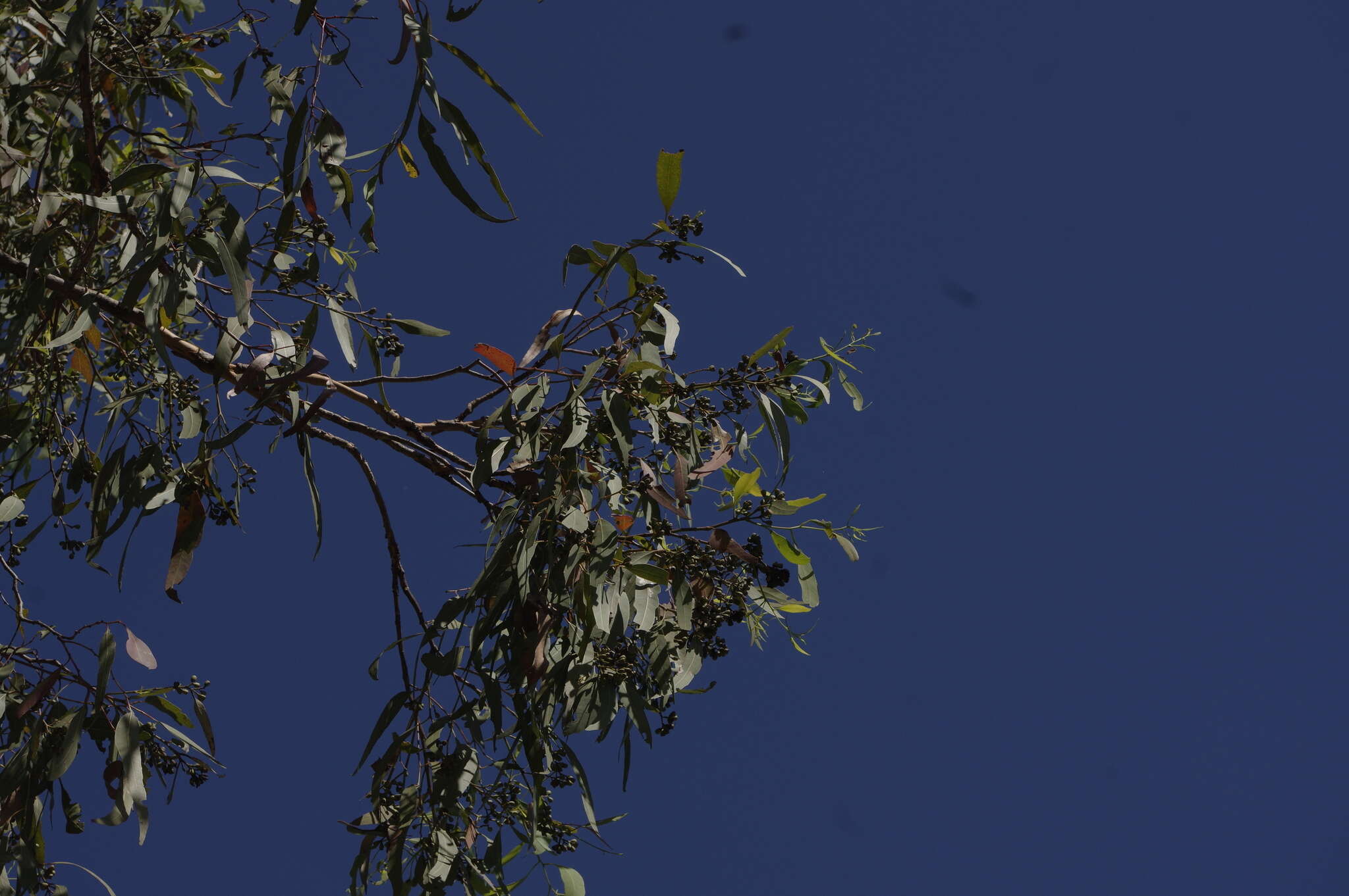 Image of northern gray ironbark