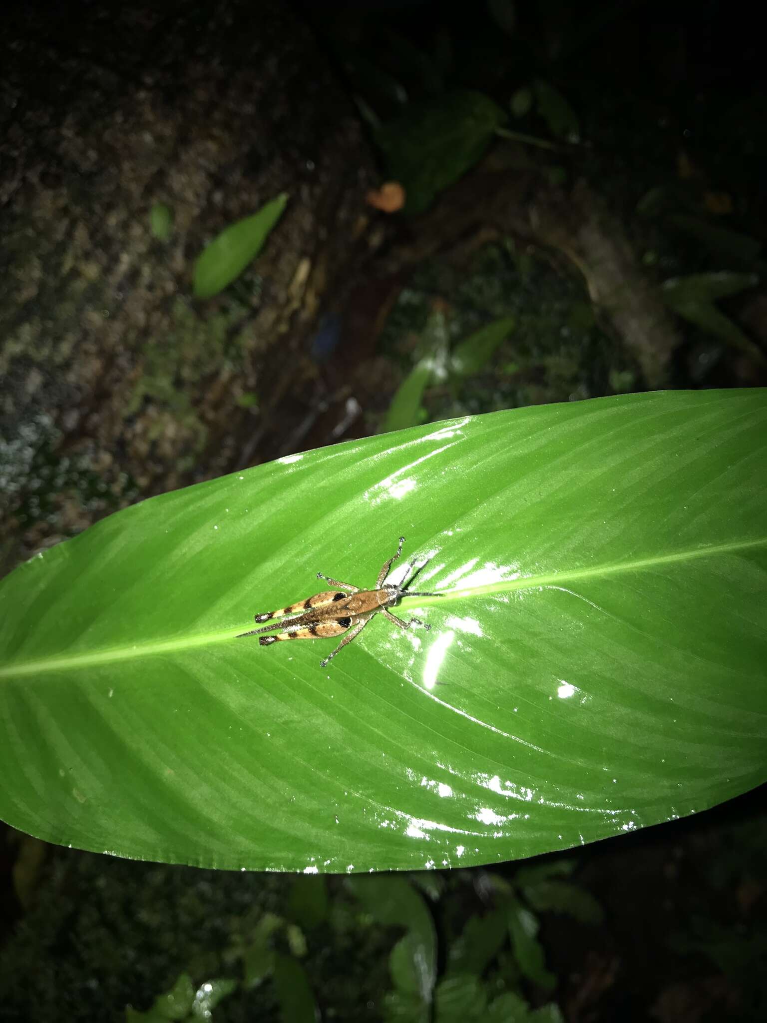 Xiphiola的圖片