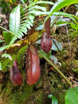 Слика од Nepenthes tentaculata Hook. fil.