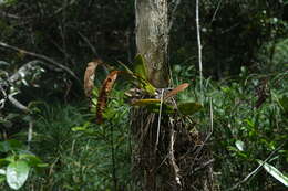 Image of Bulbophyllum occultum Thouars