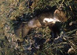 Image of Beech Marten