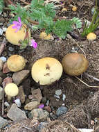 Image of Panaeolus cinctulus (Bolton) Sacc. 1887