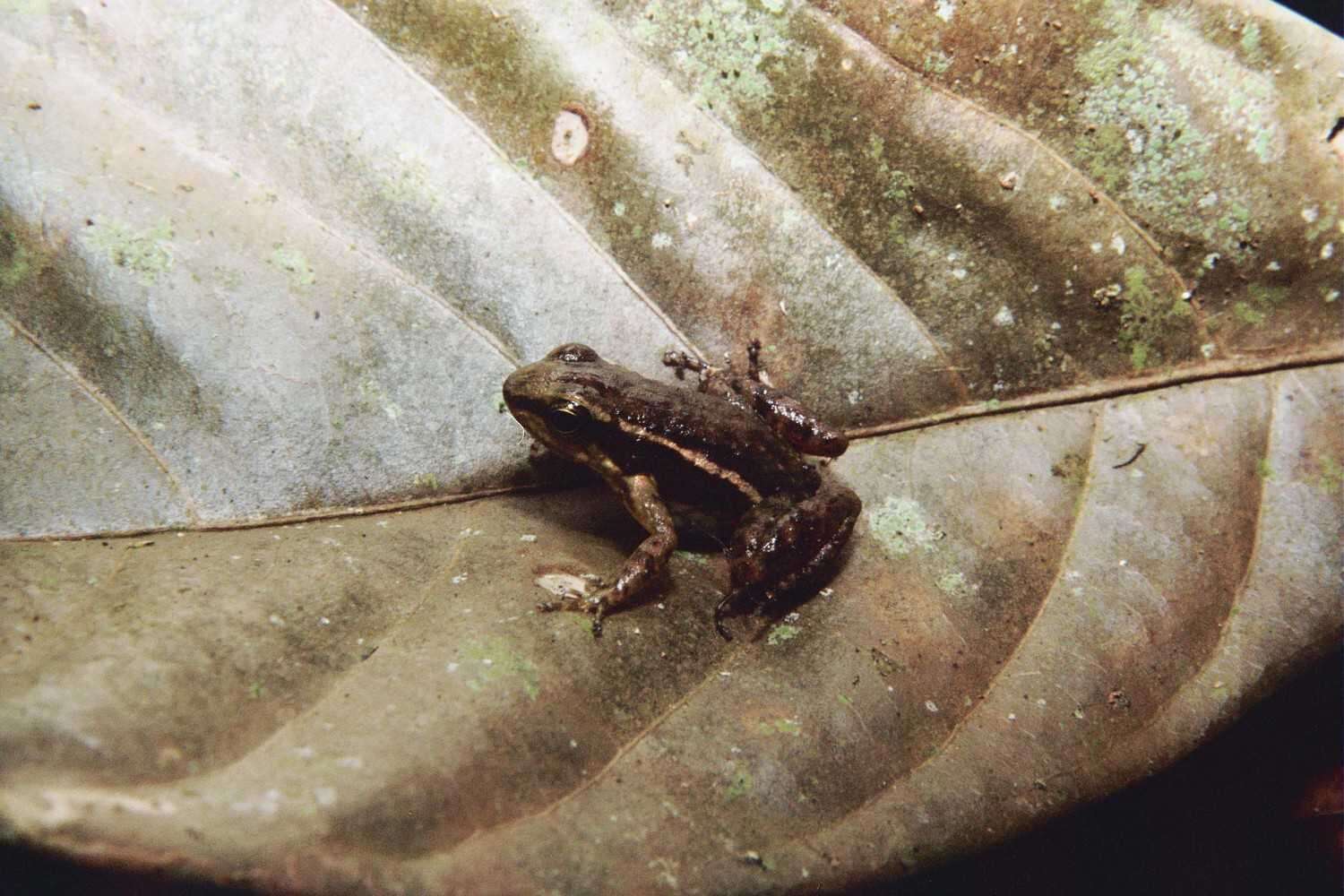 Image of Hyloxalus infraguttatus (Boulenger 1898)