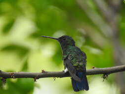 Image of Blue-vented Hummingbird