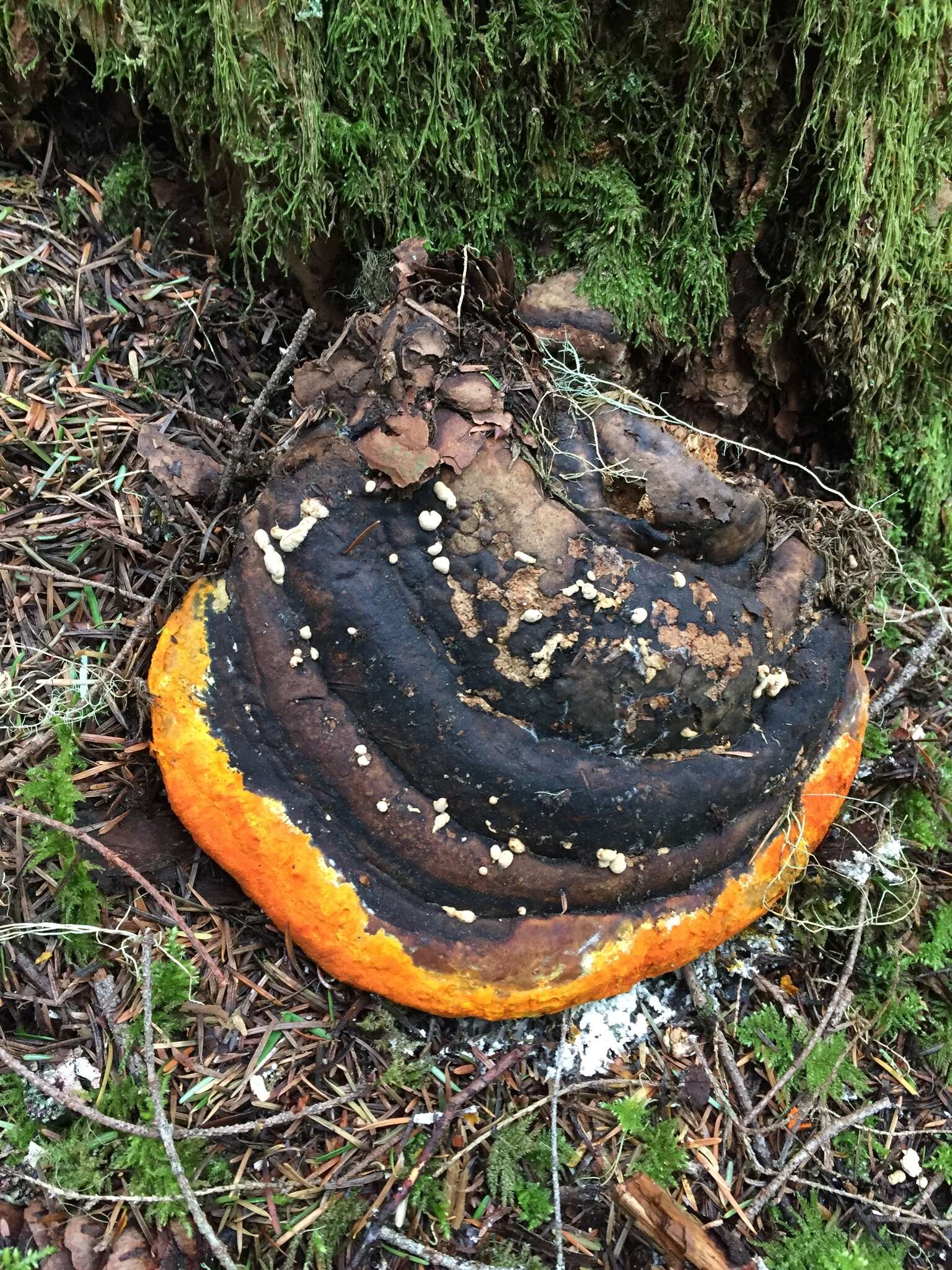 Image of Trichoderma pulvinatum (Fuckel) Jaklitsch & Voglmayr 2014