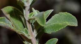 Image of Salvia africana L.