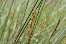 Image of Neesenbeckia punctoria (Vahl) Levyns