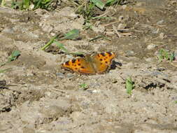 Nymphalis polychloros Linnaeus 1758 resmi