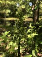 Platanthera lacera (Michx.) G. Don resmi