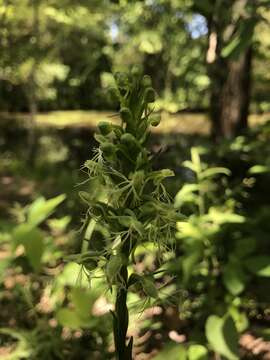 Image of Green fringed orchid