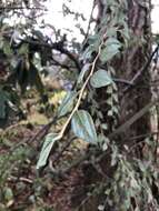 Image of orange cotoneaster