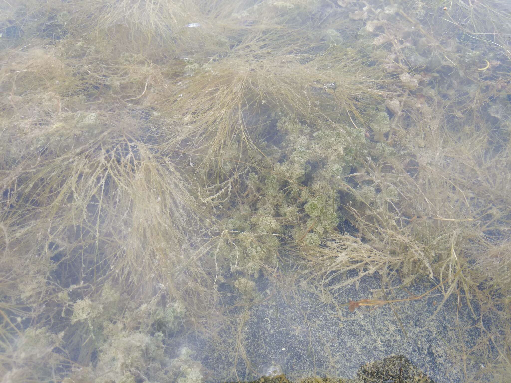 Image of Many-branched Stonewort