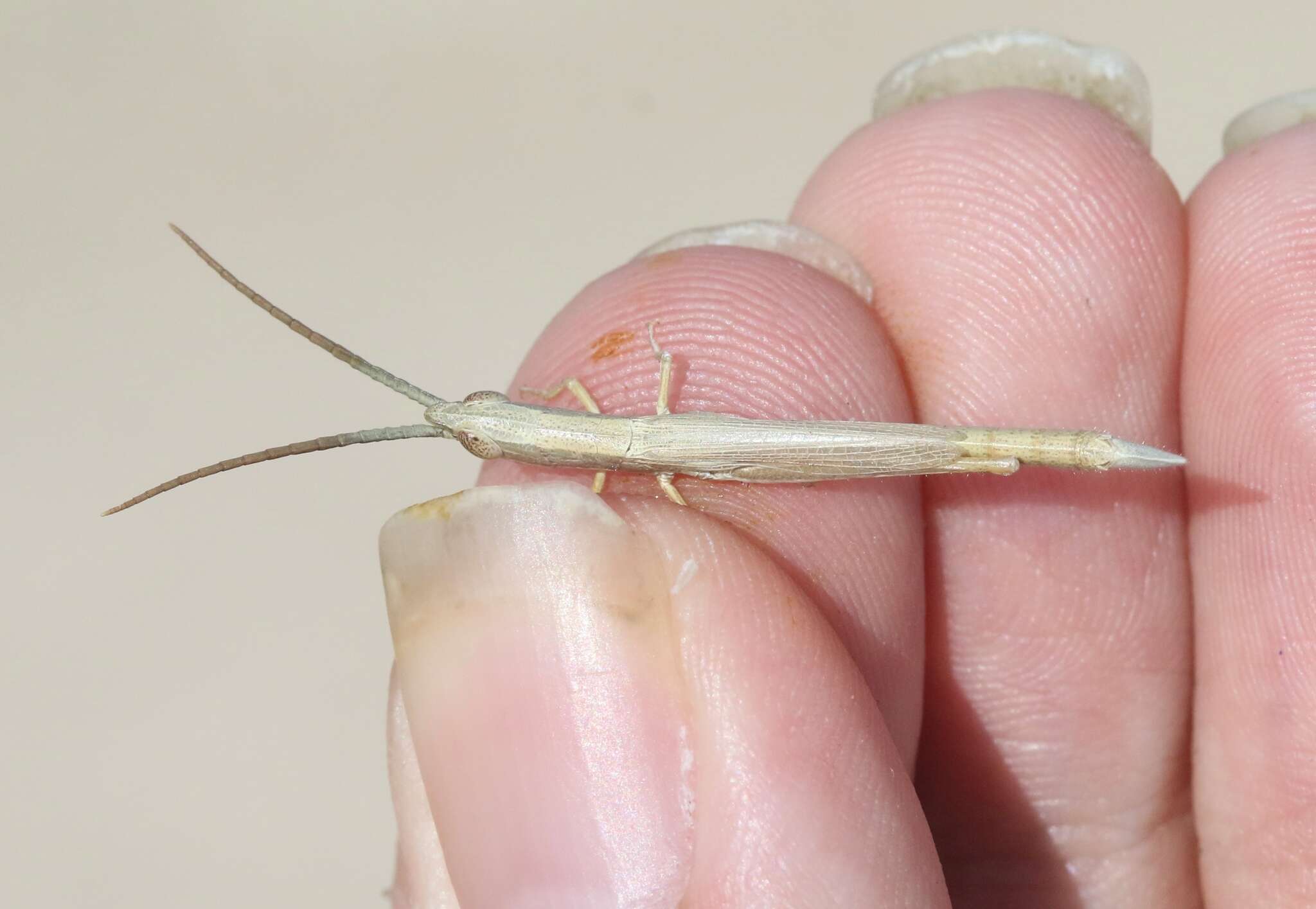 Image of Wyoming Toothpick Grasshopper