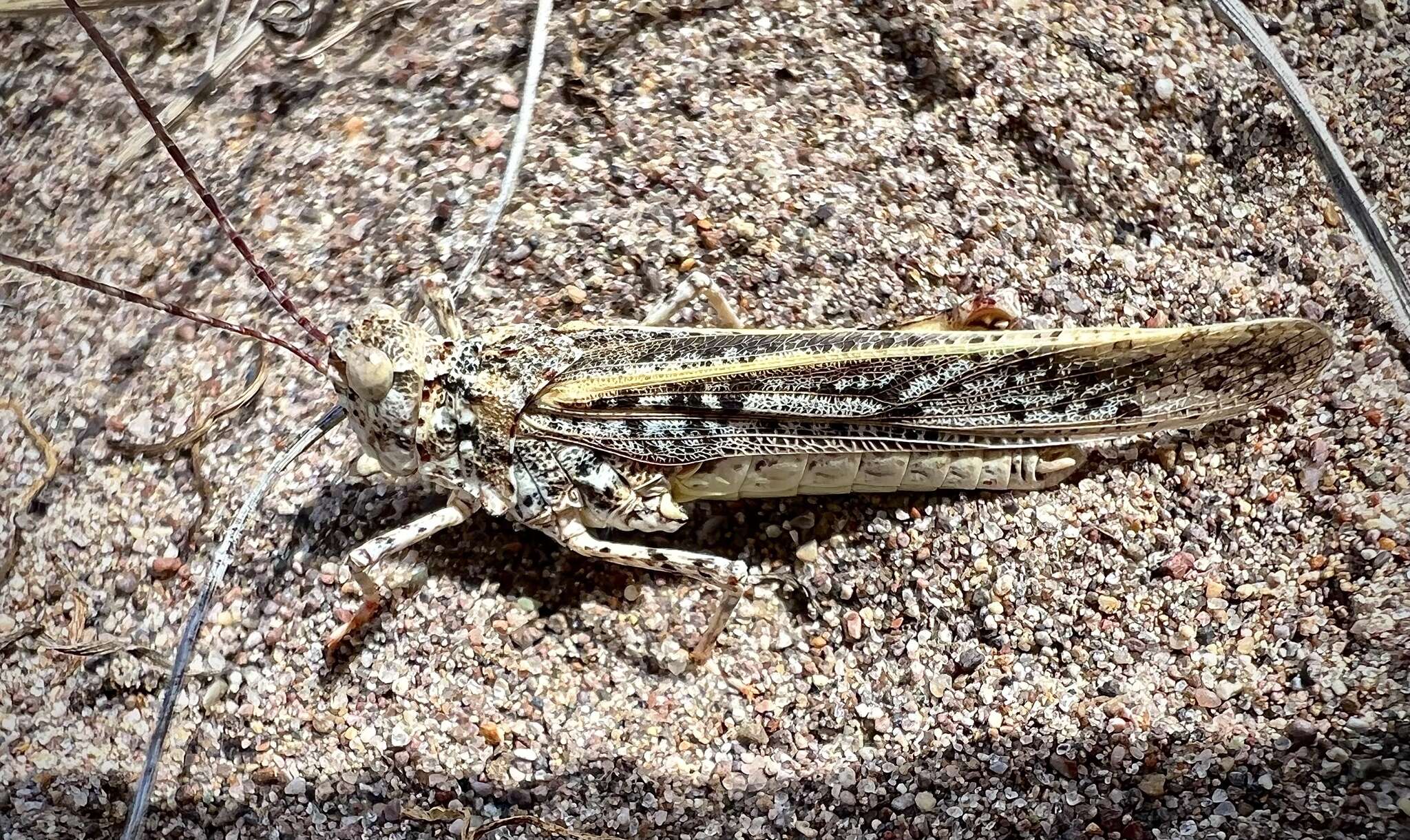 Image of Trimerotropis agrestis McNeill 1900