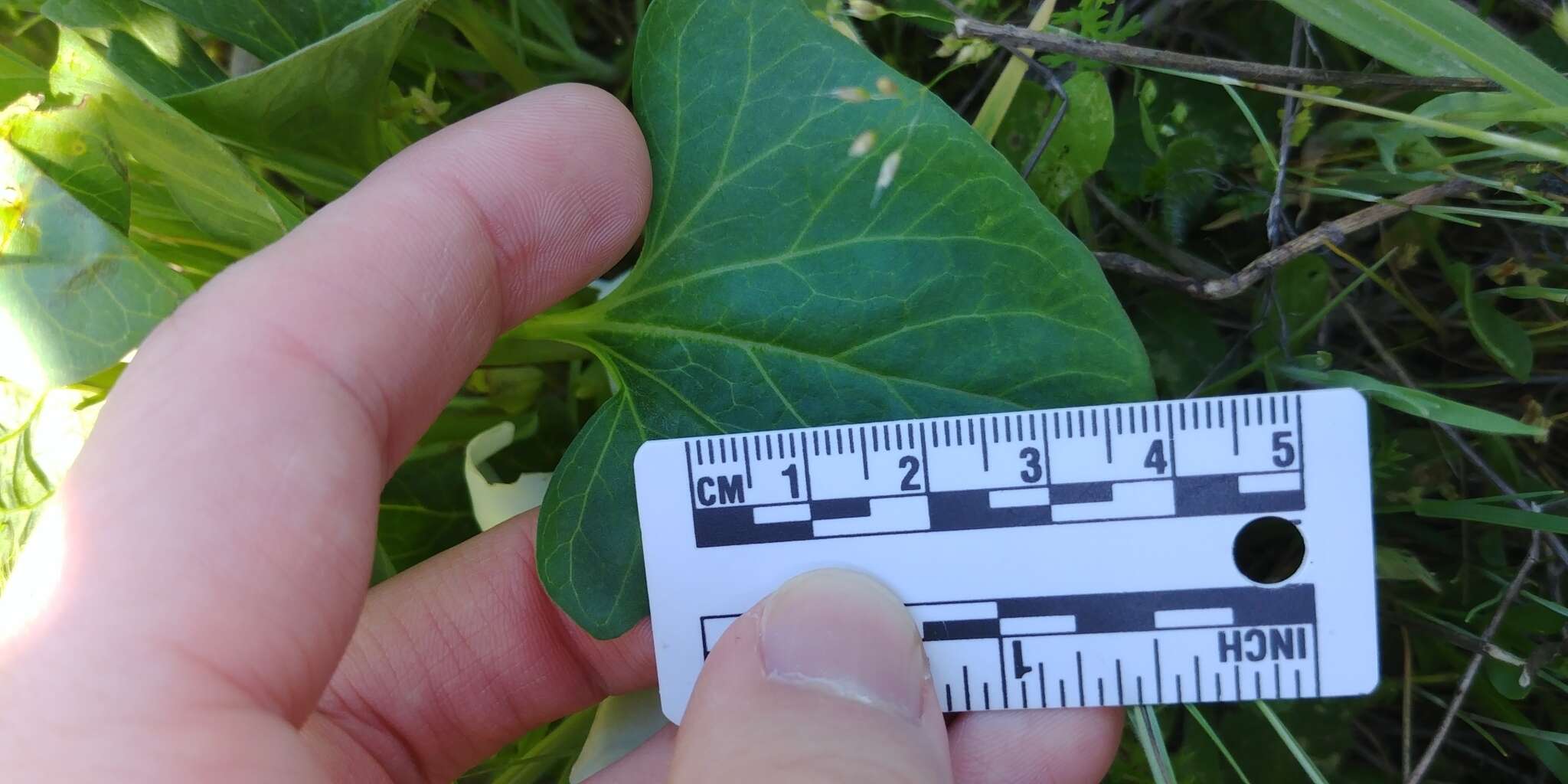 Image of nightblooming false bindweed