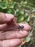 Image of Macrothemis celeno (Selys ex Sagra 1857)