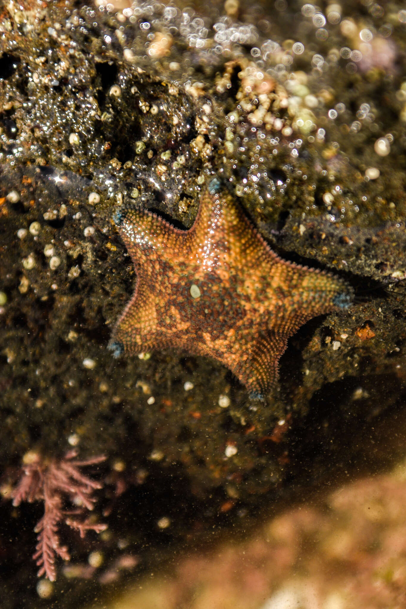 Image of Patiriella regularis (Verrill 1867)