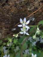 Plancia ëd Micranthes clusii subsp. lepismigena (Planellas) Gornall