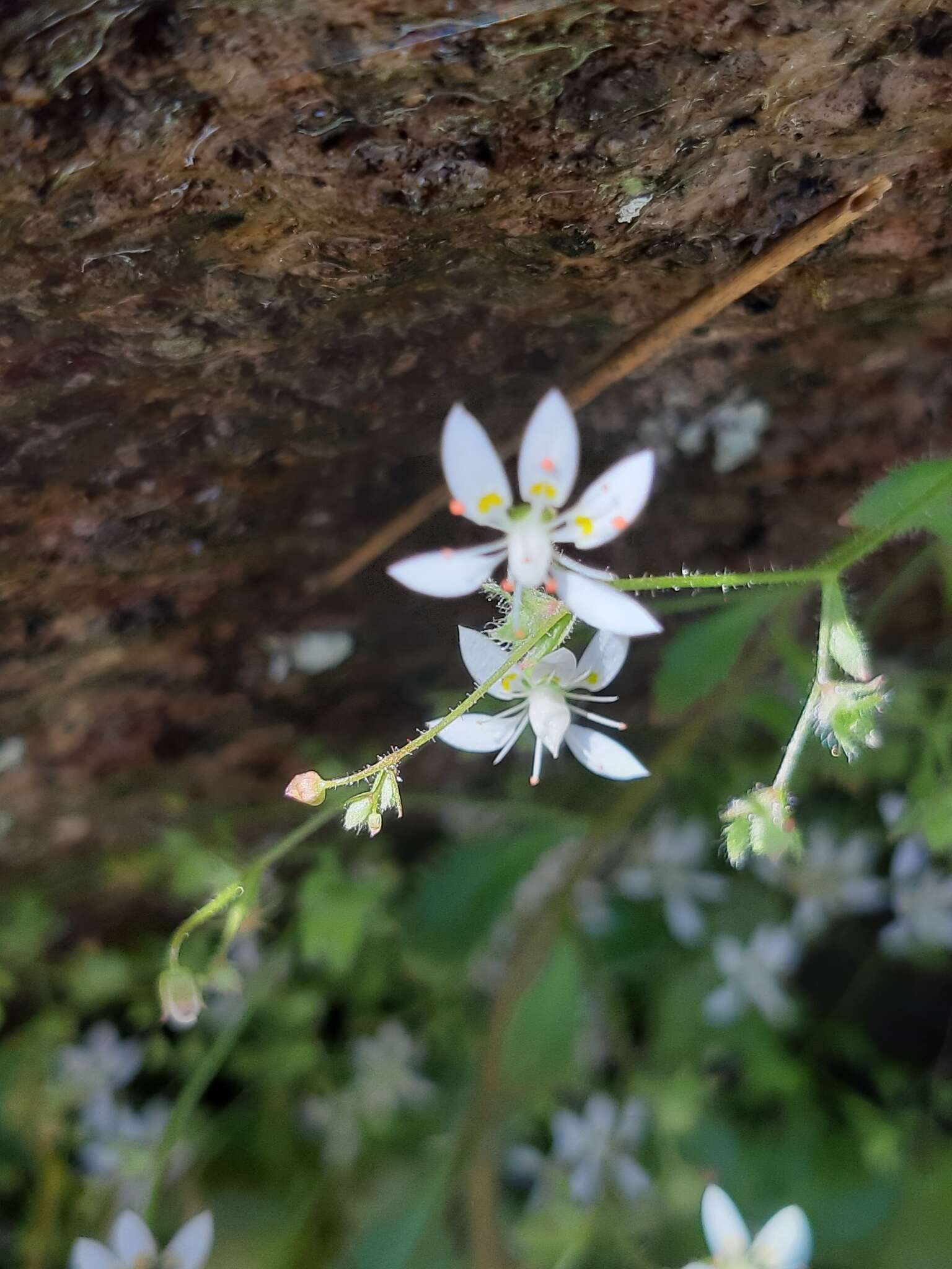 Imagem de Micranthes clusii subsp. lepismigena (Planellas) Gornall