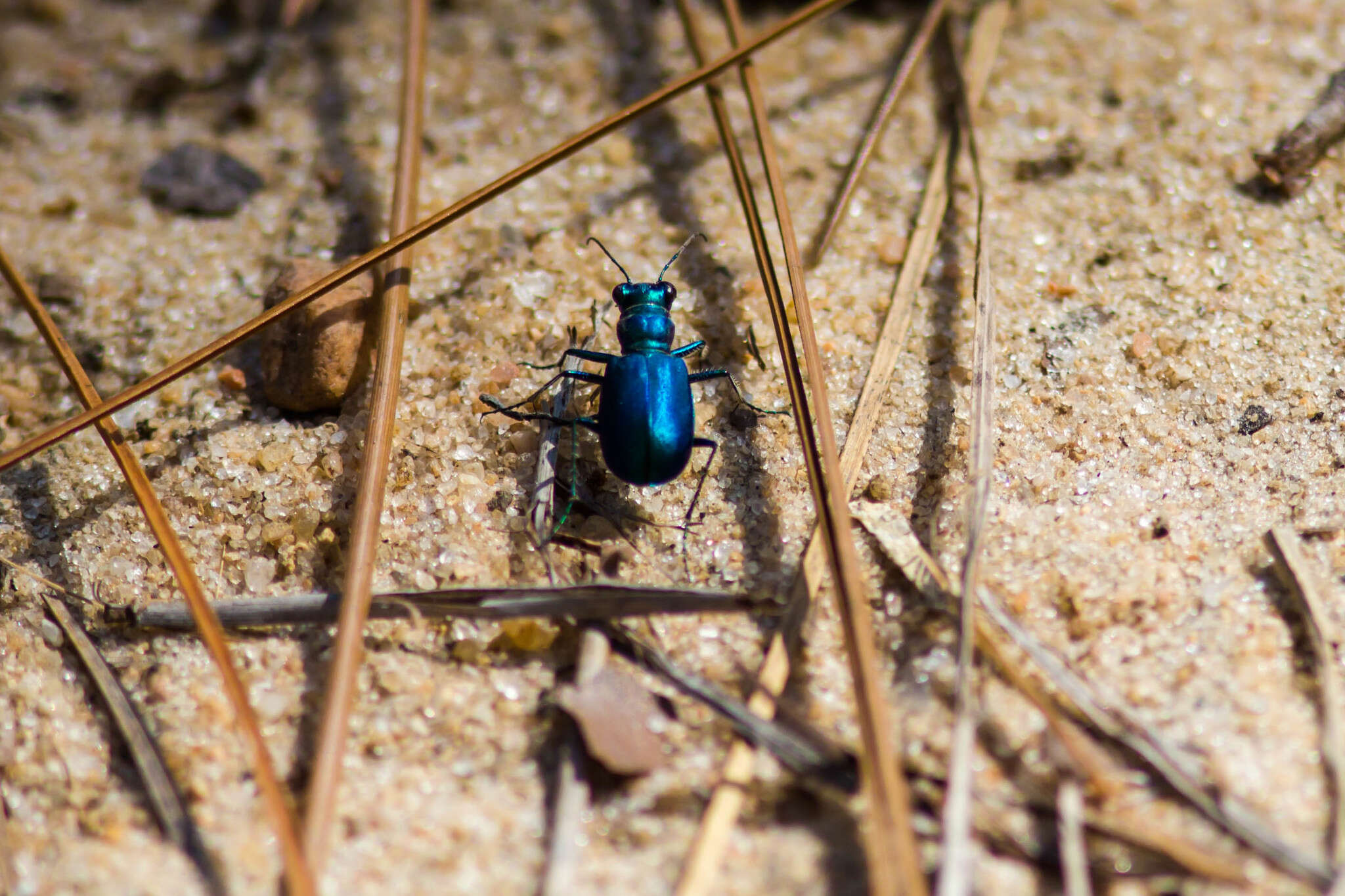 Image de Cicindela (Cicindela) scutellaris Say 1823