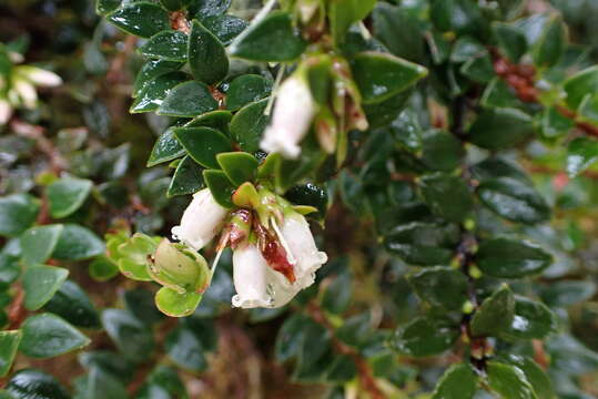 Plancia ëd Disterigma acuminatum (Kunth) Niedenzu