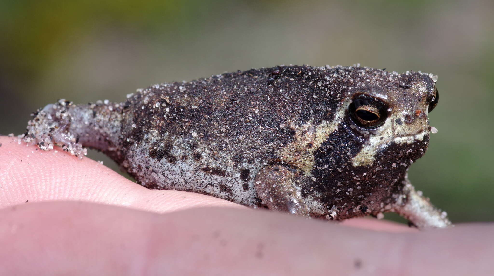 Image of Breviceps ombelanonga Nielsen, Conradie, Ceríaco, Bauer, Heinicke, Stanley & Blackburn 2020