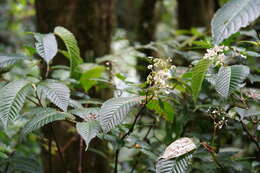 Image of Begonia cooperi C. DC.