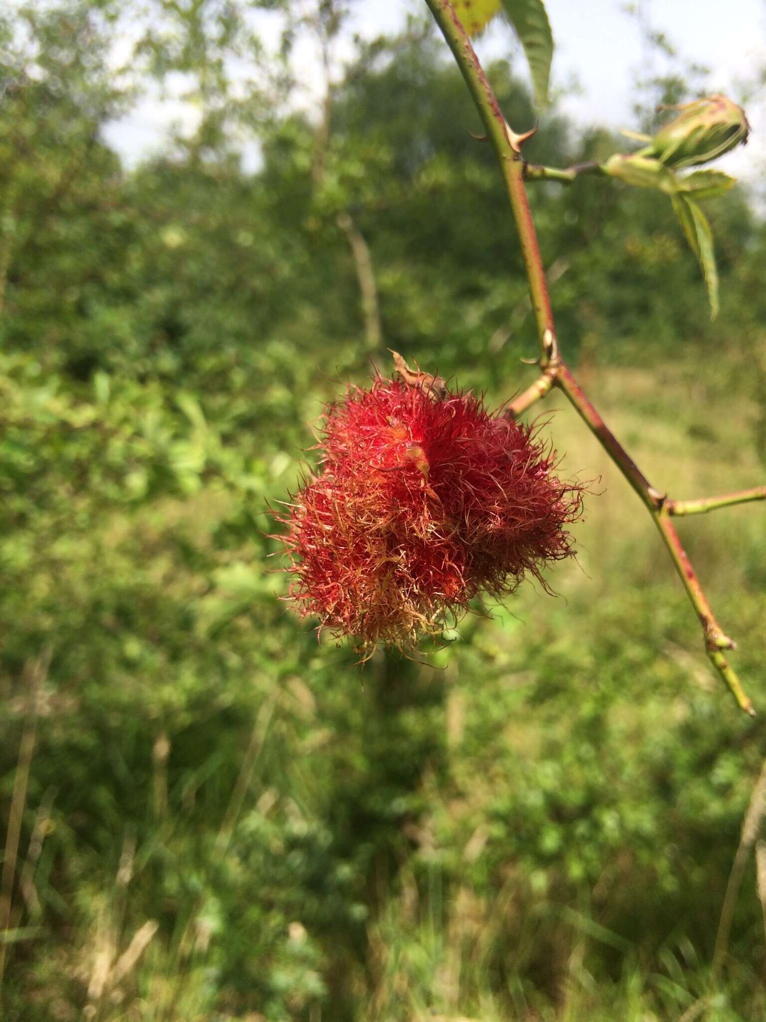 Image of Mossy Rose Gall Wasp