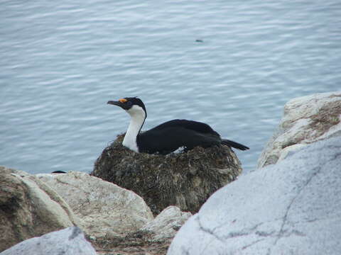 Image of Antarctic Shag