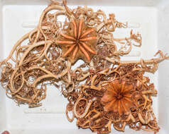 Image of northern basket star