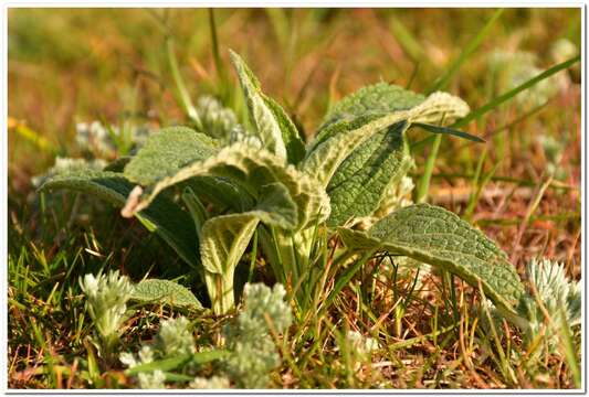 Image of Phlomis herba-venti subsp. pungens (Willd.) Maire ex De Filipps