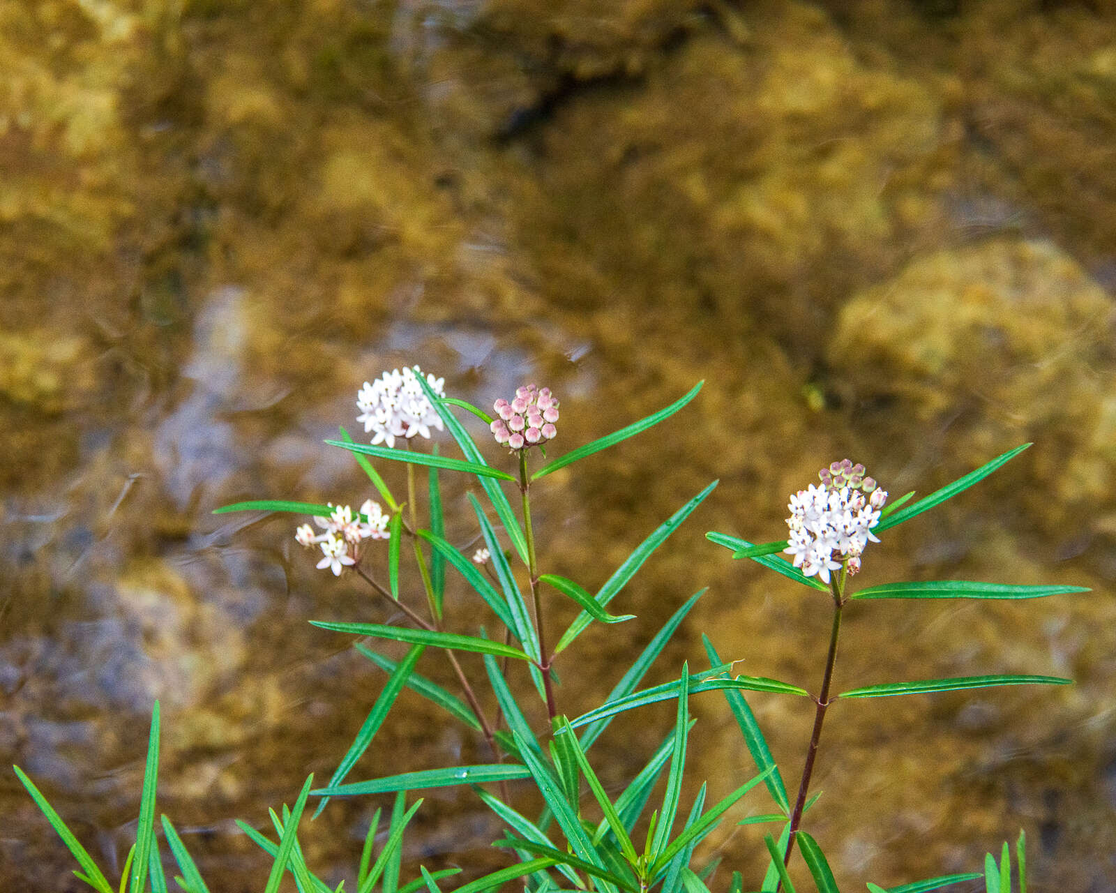Image of Arizona milkweed