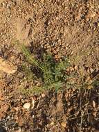 Image of desert figwort