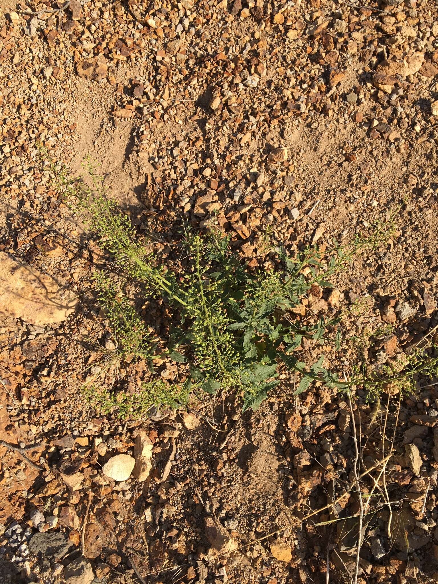 Image of desert figwort