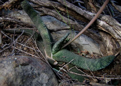 صورة Gasteria brachyphylla var. brachyphylla