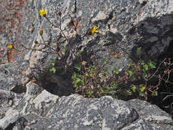 Image of Cineraria lobata L'Hér.