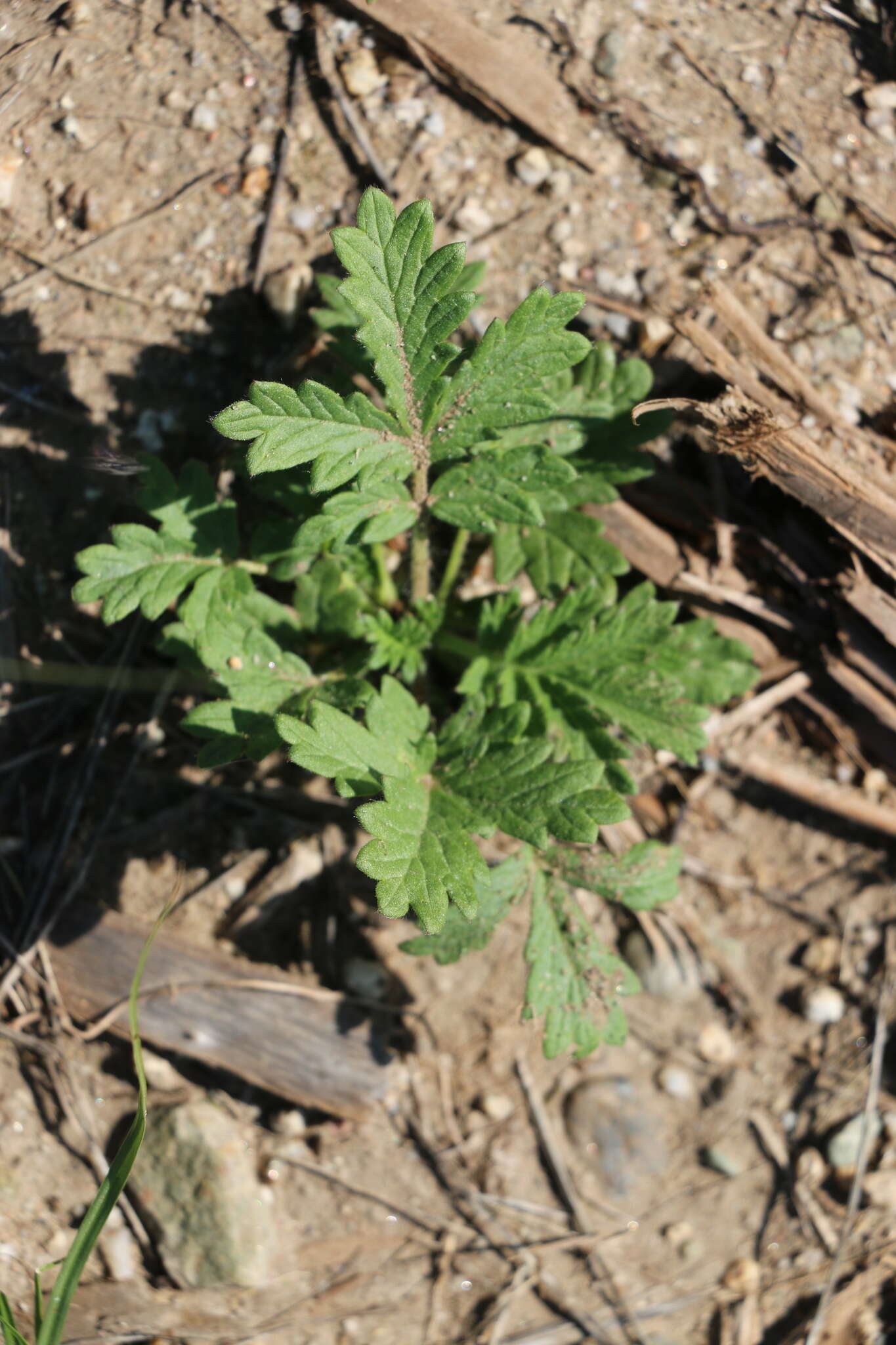 Image of Potentilla tanacetifolia